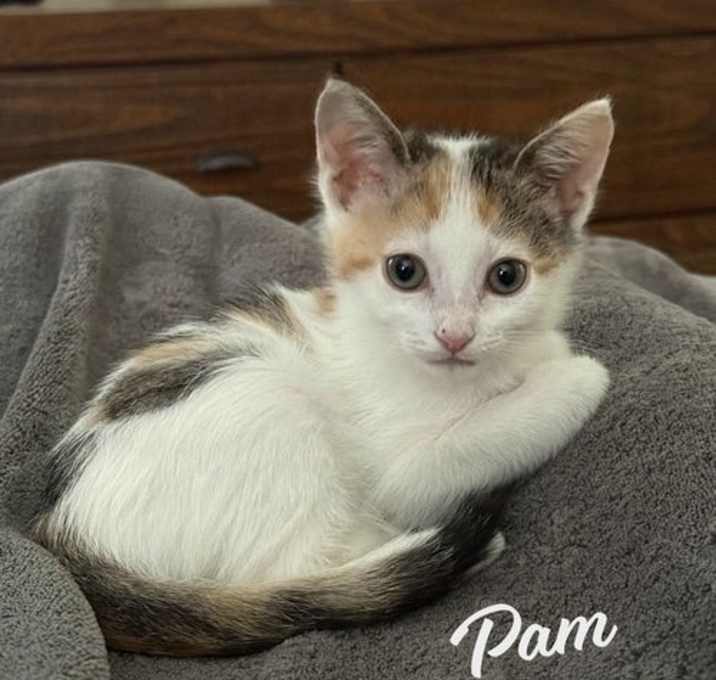 Photo of Pam Beesly #The-Office-litter