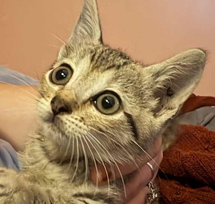 Photo of Jane Goodall