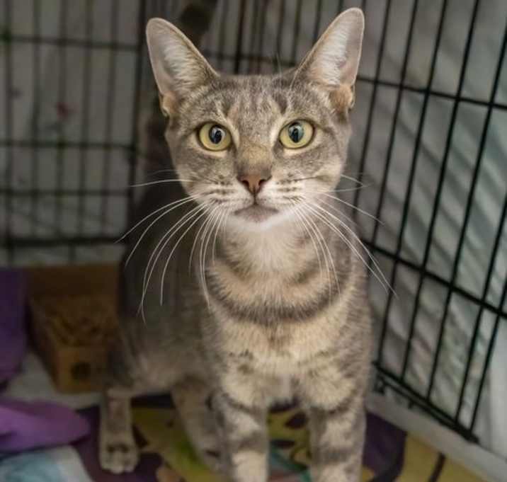 Photo of Ivy (FCID# 10/13/2025 - 11 Trainer)