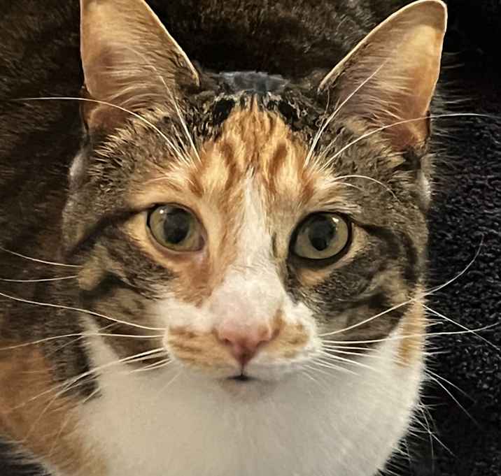 Photo of Isla (EYE-LUH)