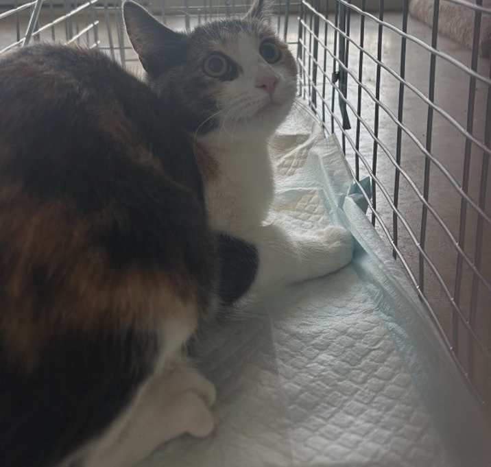 Photo of Orr Feral 1