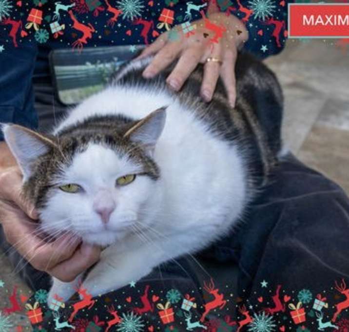 Photo of Maximus (FCID# 10/15/2025 - 62 Trainer)