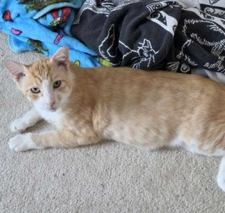 Photo of Simon (FCID# 6/26/2025-2) C, SN diabetic