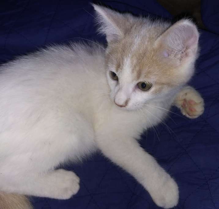 Photo of Snowball