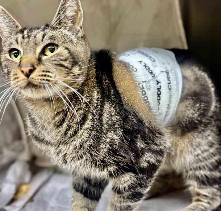 Photo of Mr. Beauregard