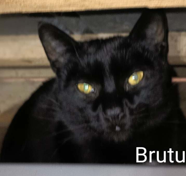 Photo of Brutus