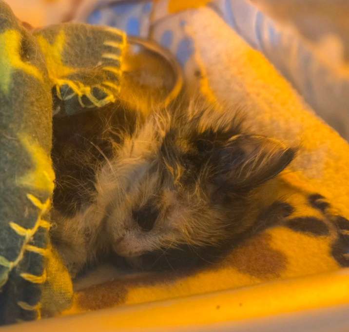 Photo of Sleeping Beauty