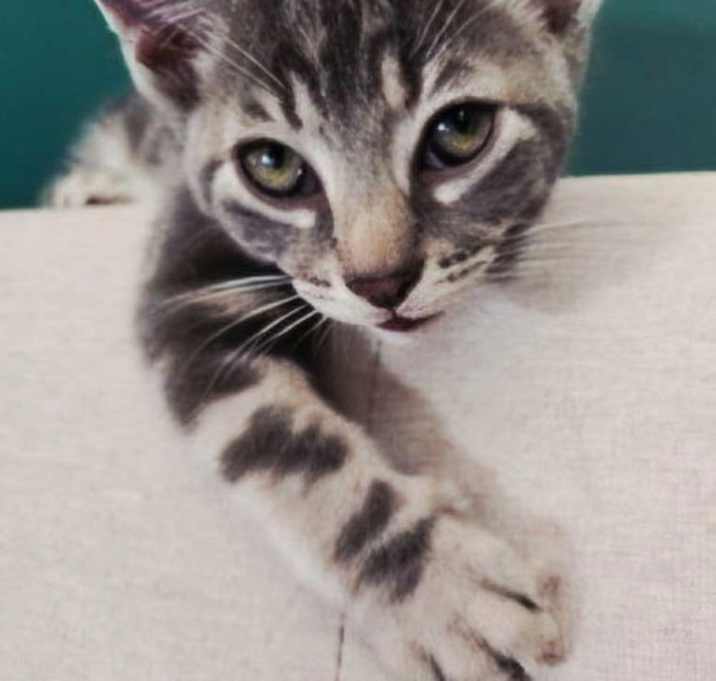 Photo of KITTEN LORD WINSTON