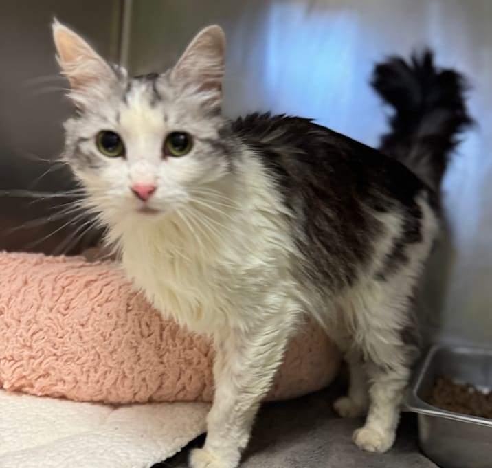 Photo of Natasha Romanoff