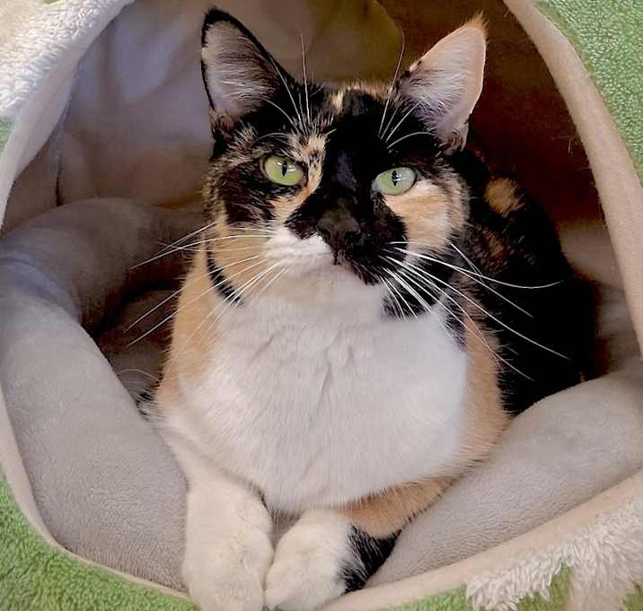 Photo of Athena (Calico goddess!)