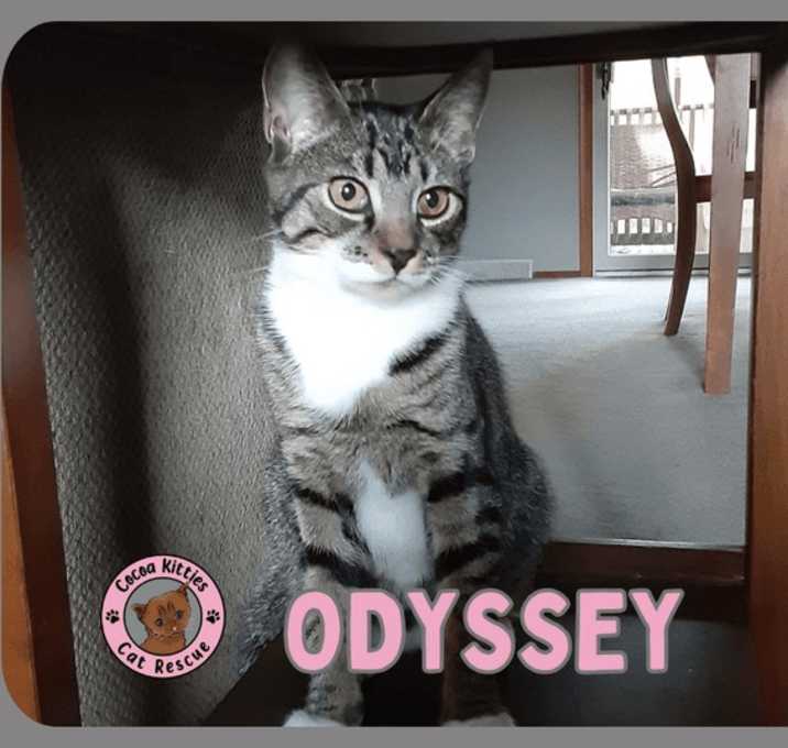 Photo of Odyssey
