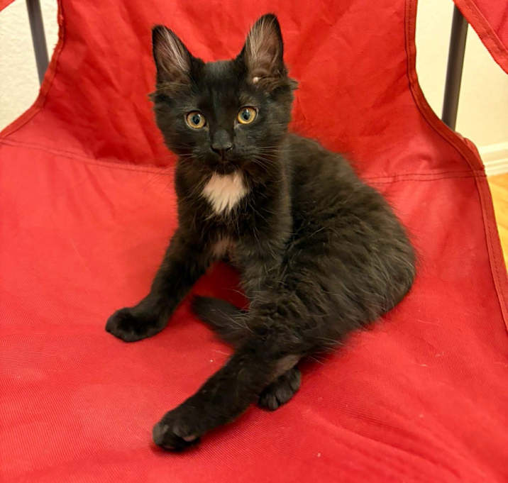 Photo of Pounce - kitten