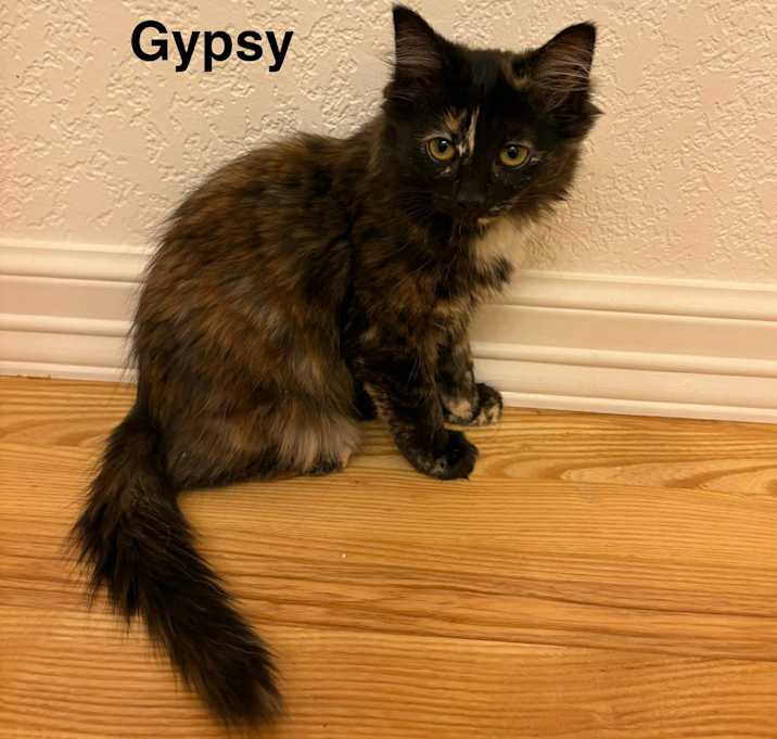Photo of Gypsy - kitten