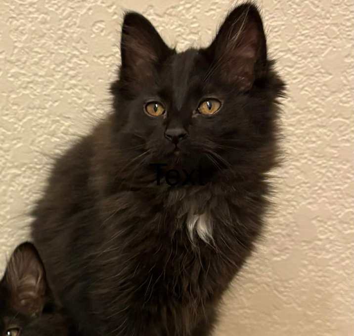 Photo of Joker - kitten