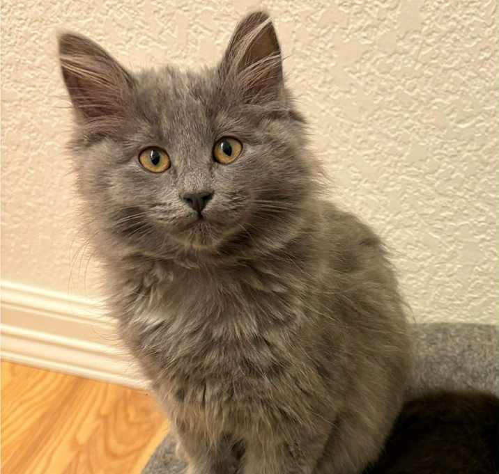 Photo of Ms. Mouse - kitten