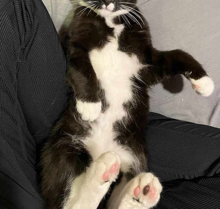 Photo of Phineas - kitten