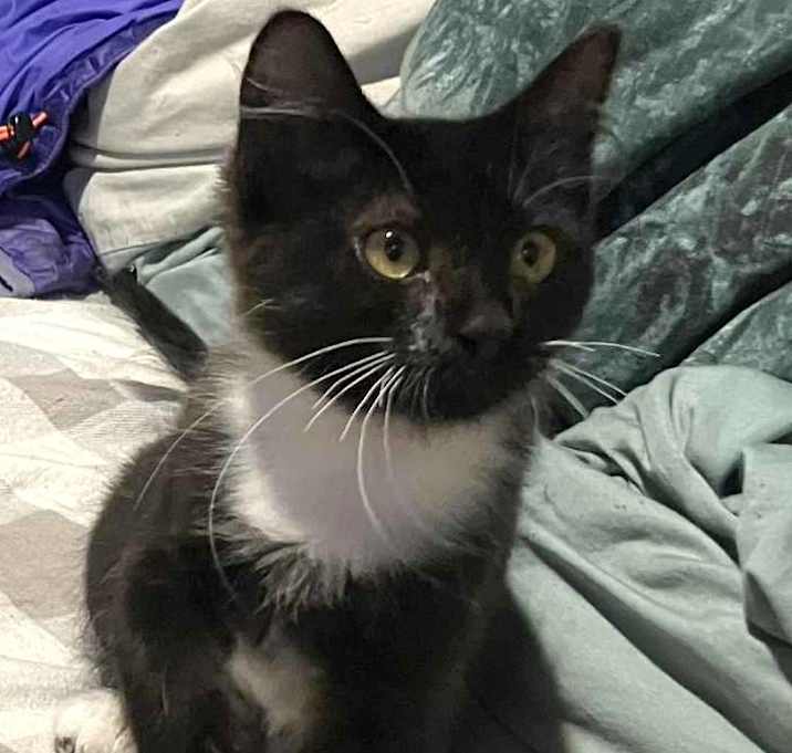 Photo of Bandita - kitten