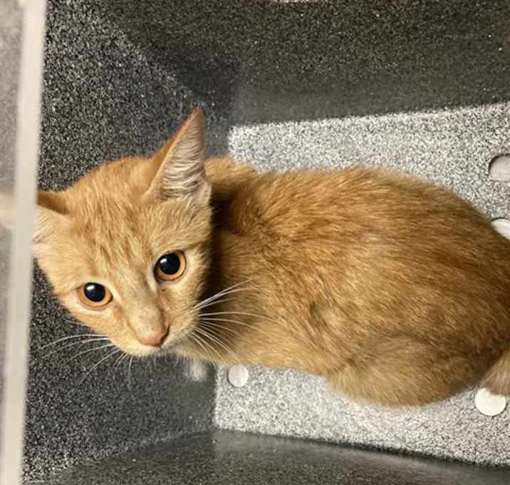 Photo of *CURLY CHERYL