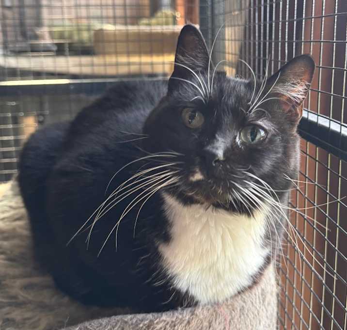 Photo of FC36 Nessa Rose