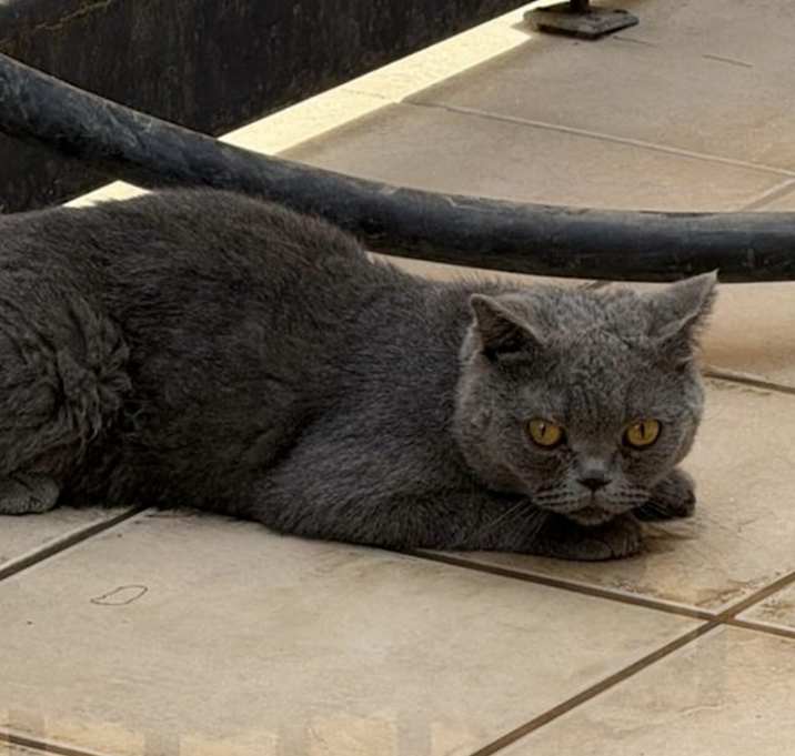 Photo of Sam (Kuwait)