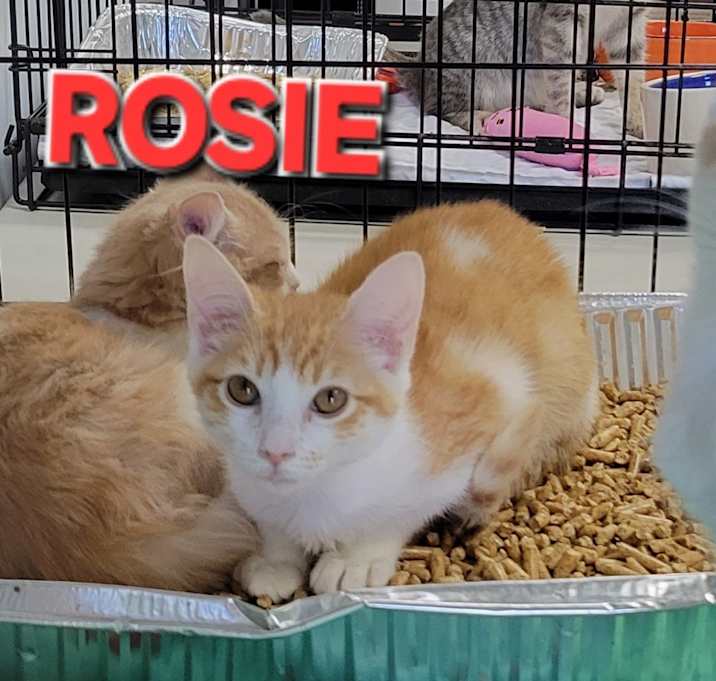 Photo of Rosie
