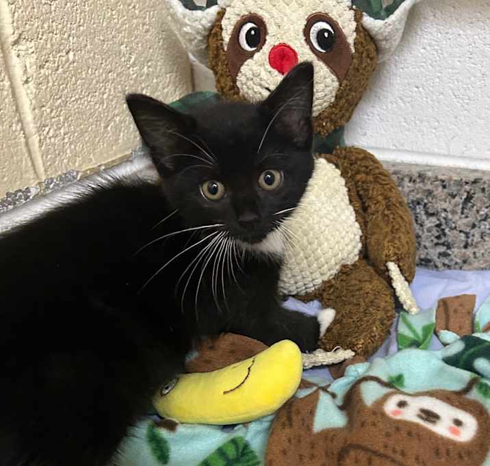 Photo of Smoothie 25-1520