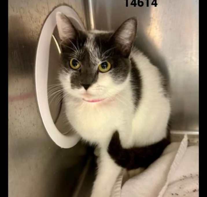 Photo of Zephyra (665)