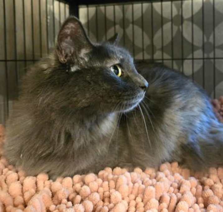 Photo of Dixxie (and Greyson Philly)