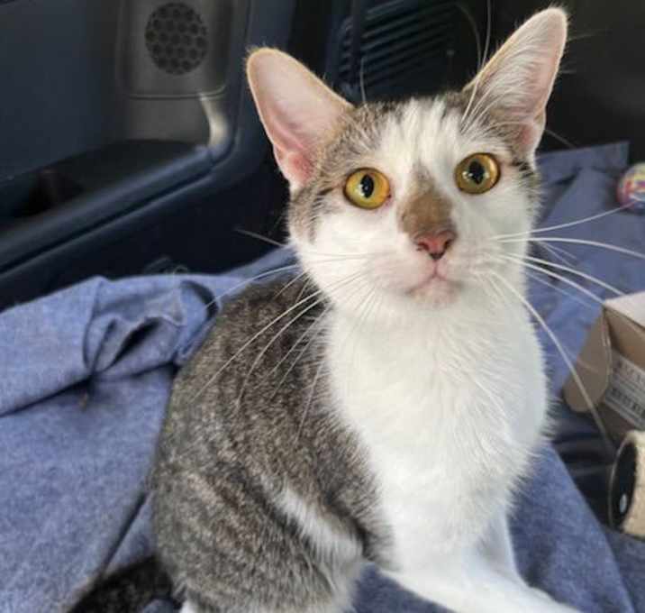 Photo of KITTEN CHESTER