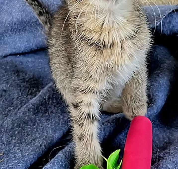 Photo of KITTEN MELON