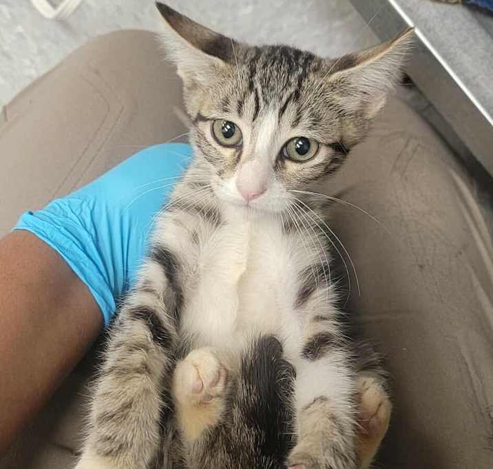 Photo of Soda 25-10-137