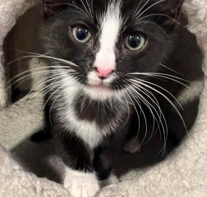 Photo of Soda Pop - Petsmart Plantation Foster Home