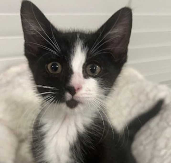 Photo of Cherry - Petsmart Plantation Foster Home