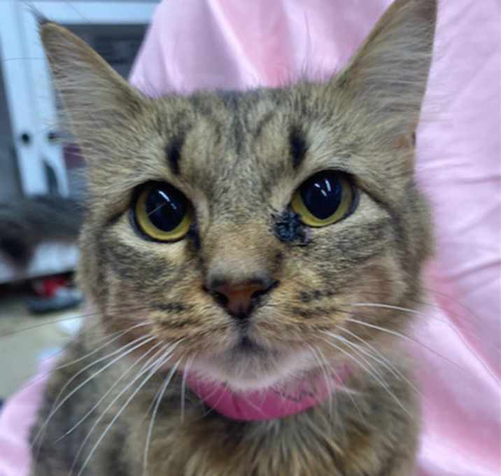 Photo of Whitney Huston