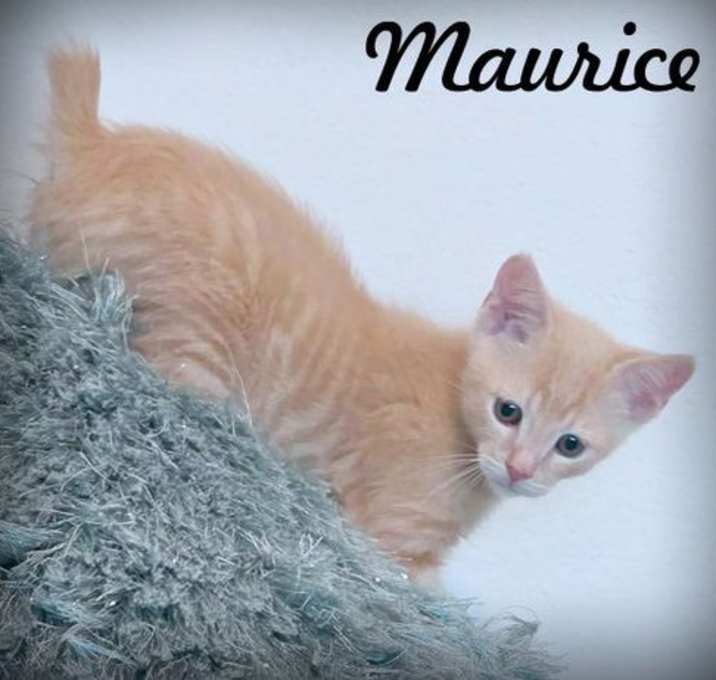 Photo of Maurice