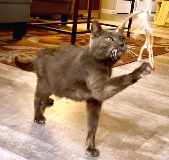 Photo of Distinguished Gent