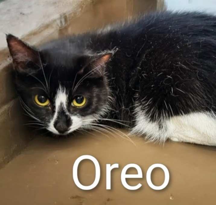 Photo of Oreo