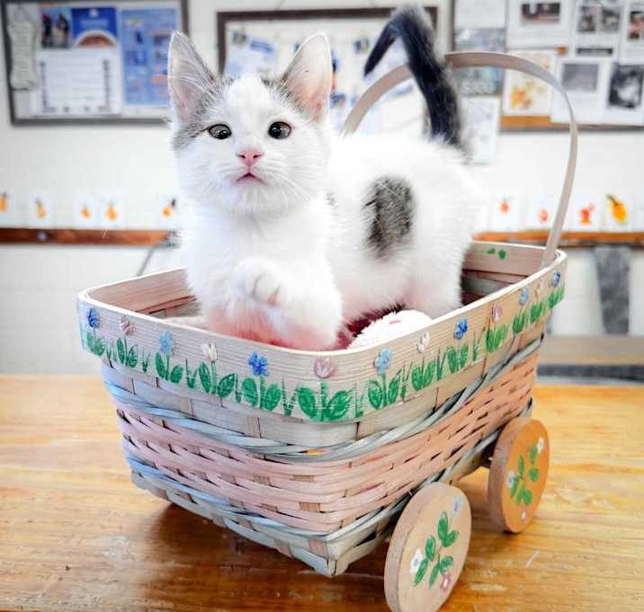 Photo of Noodle 25-08-074