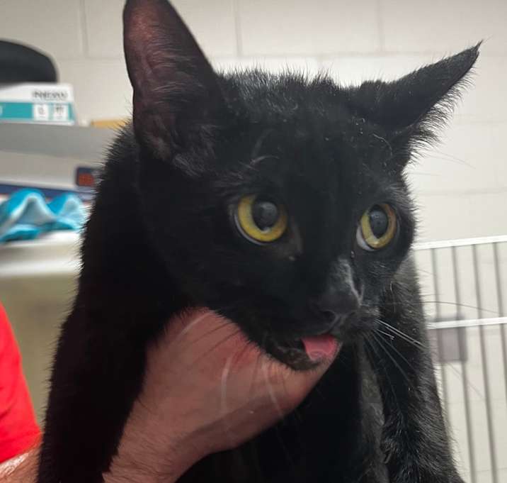 Photo of Polly Pocket