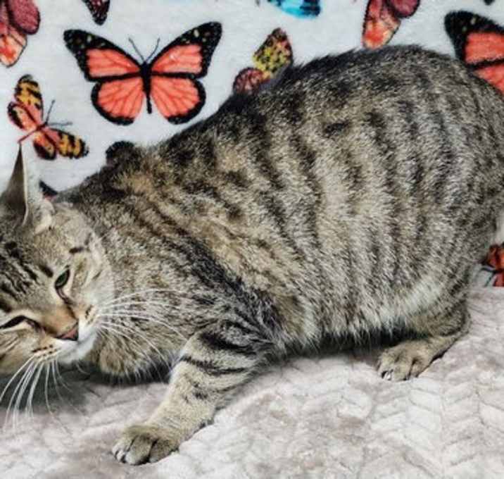 Photo of 251240  Jessica