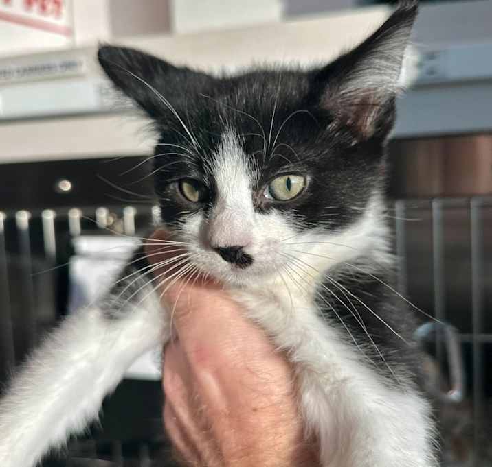 Photo of Little Foot