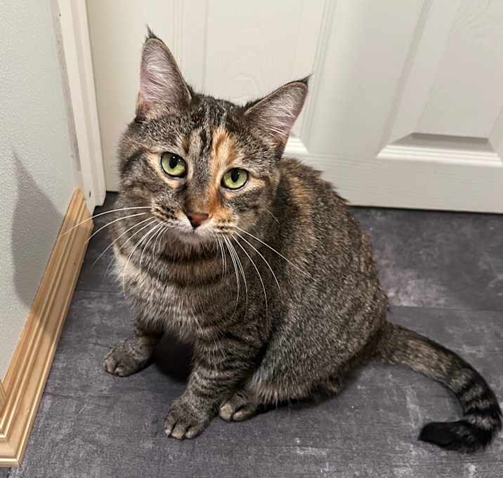 Photo of Soup Dumpling