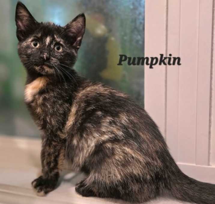 Photo of Pumpkin