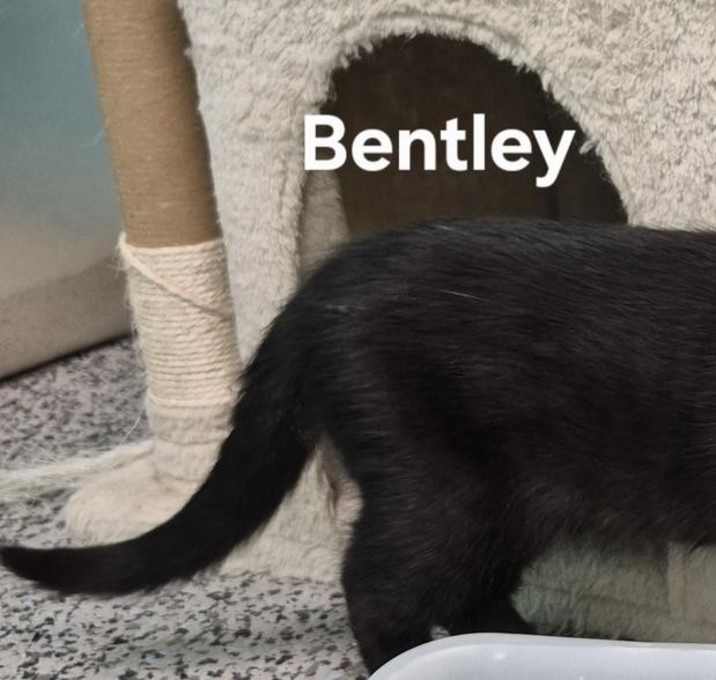 Photo of Bentley