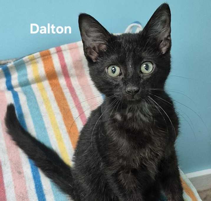 Photo of Dalton