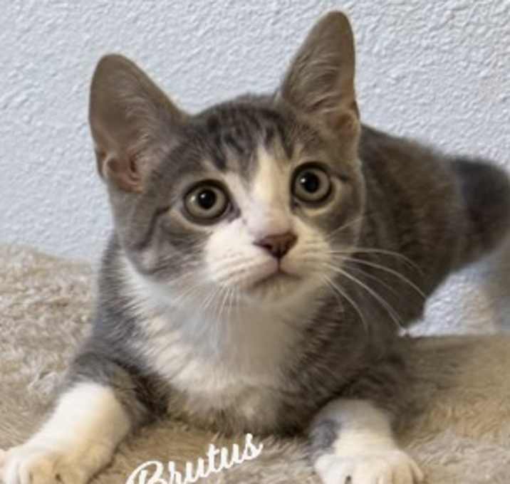 Photo of Brutus #rub-a-dub-dub-my-tummy