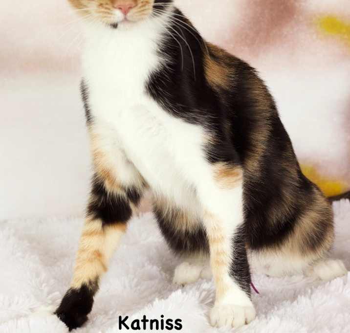 Photo of Katniss