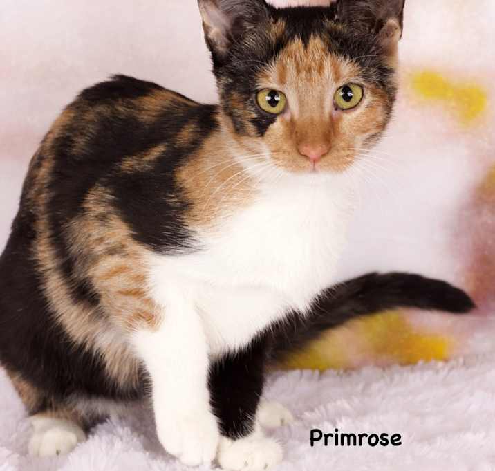 Photo of Primrose