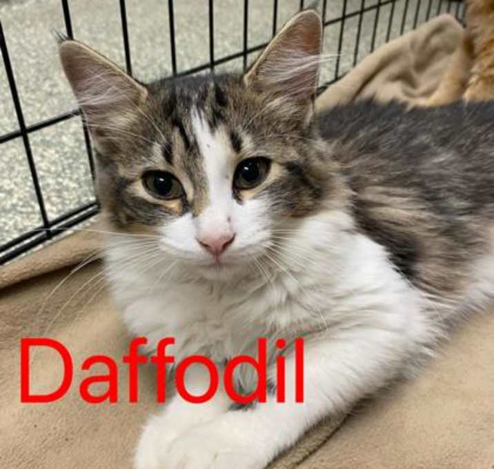 Photo of Daffodil