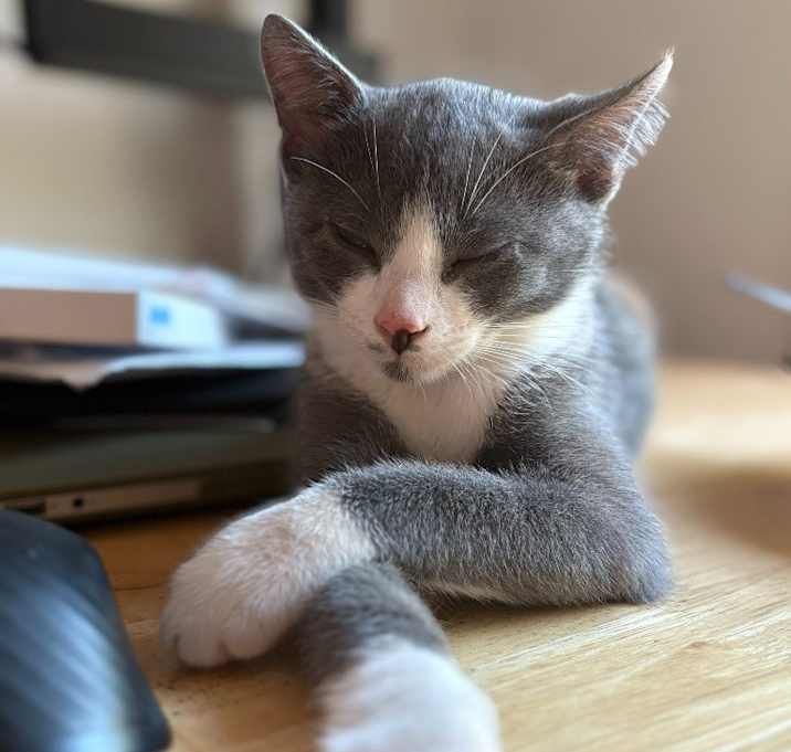 Photo of Gordy / Quint